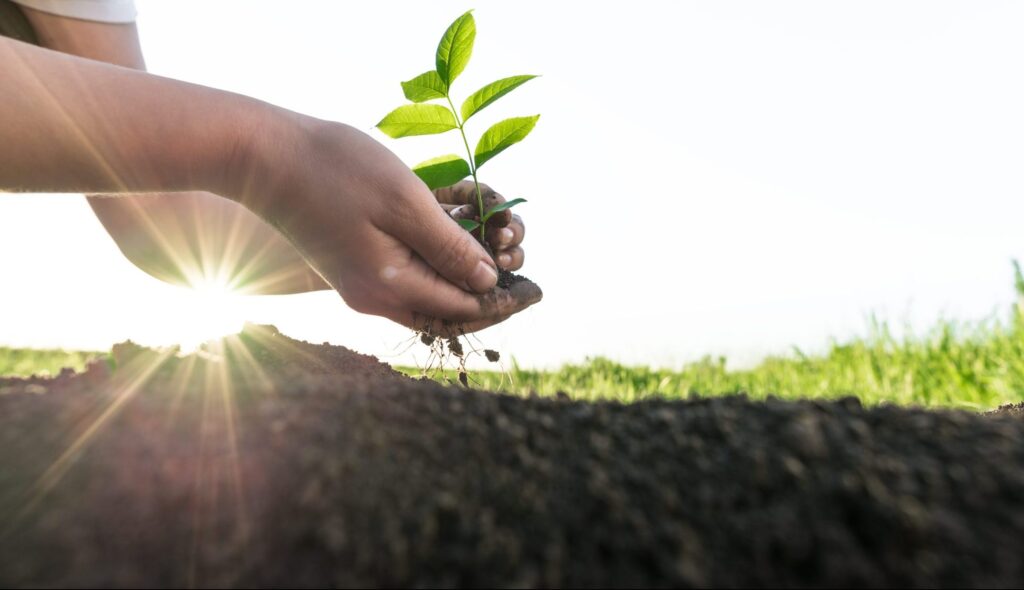 A pair of hands planting a sprouted plant.